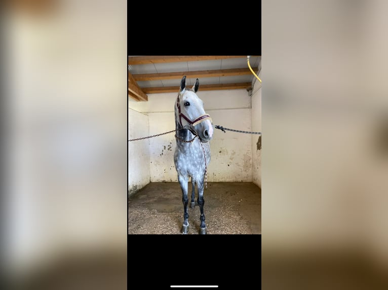 Czech Warmblood Gelding 12 years 16,1 hh in Georgenberg