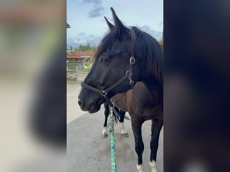 Czech Warmblood Gelding 13 years 16,1 hh Black in Dettighofen