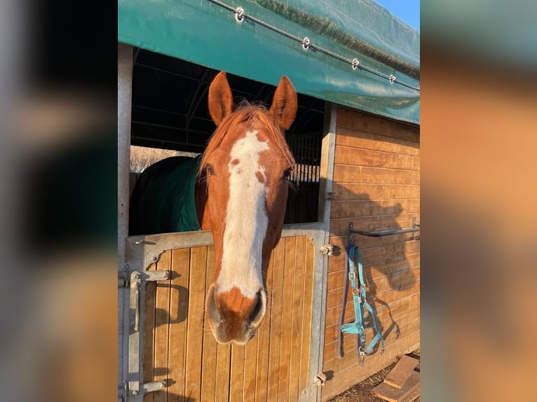 Czech Warmblood Gelding 14 years 16.2 hh Chestnut-Red in Thann