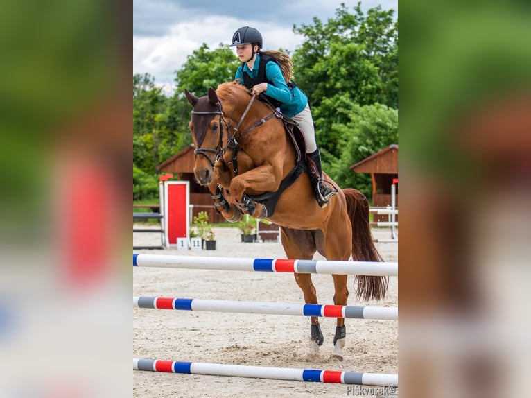 Czech Warmblood Gelding 14 years Chestnut in Stařeč