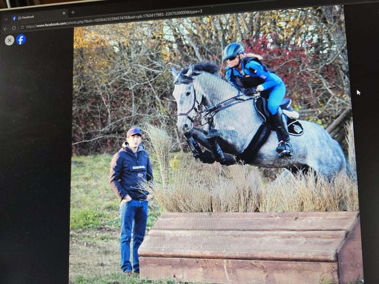 Czech Warmblood Gelding 15 years 16 hh Grey in Haldenwang