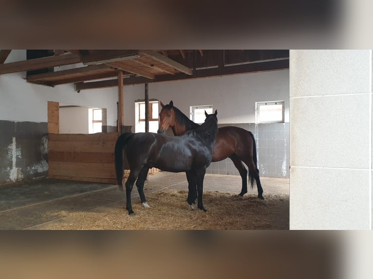 Czech Warmblood Gelding 15 years 17 hh Brown in Brunnenthal