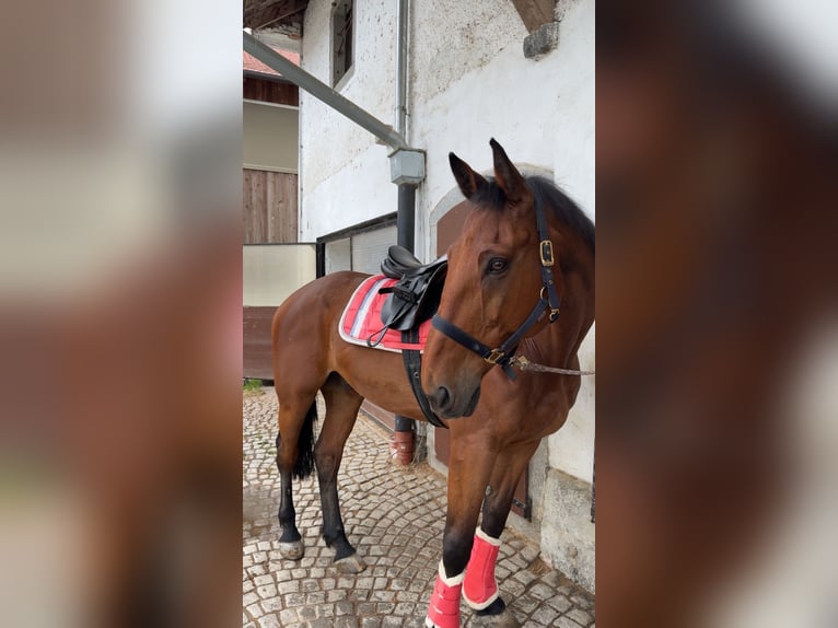 Czech Warmblood Gelding 15 years 17 hh Brown in Brunnenthal