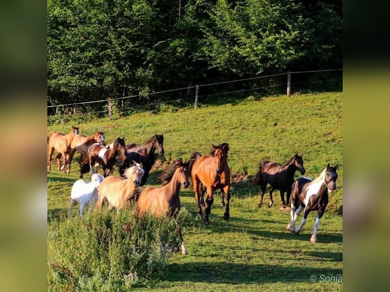 Czech Warmblood Gelding 15 years 17 hh Brown in Brunnenthal