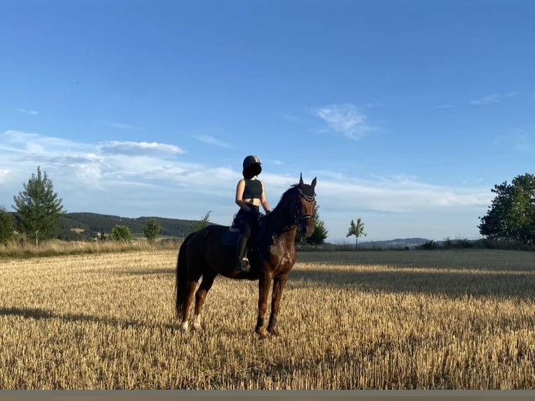 Czech Warmblood Gelding 15 years 17 hh Chestnut-Red in Freistadt