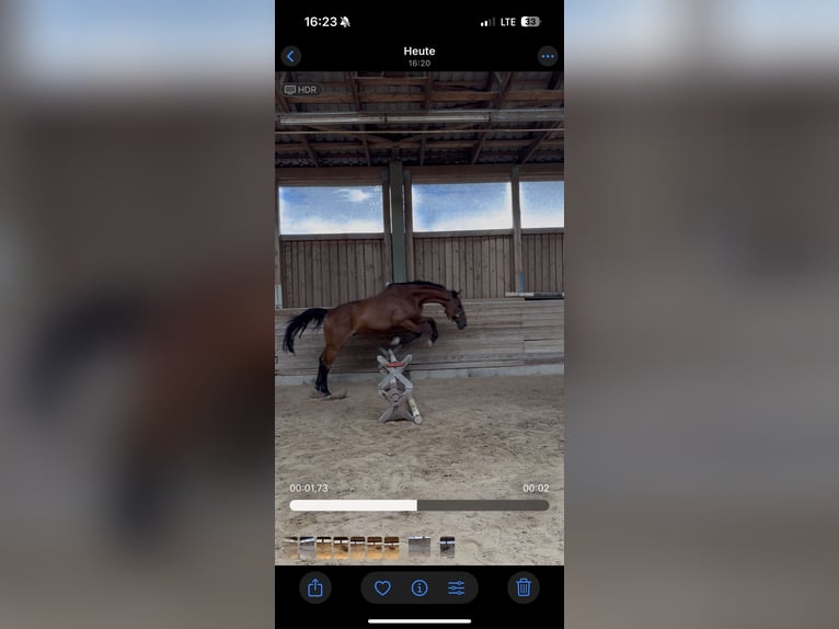 Czech Warmblood Gelding 15 years 17 hh Chestnut-Red in Passau