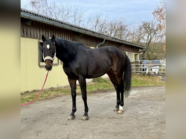 Czech Warmblood Gelding 16 years 17,1 hh Bay-Dark in Pelmberg