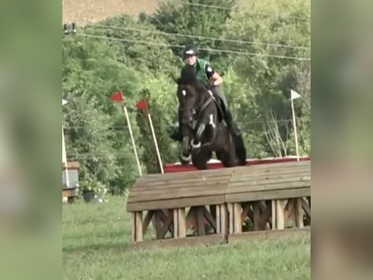 Czech Warmblood Gelding 16 years 17,1 hh Bay-Dark in Pelmberg