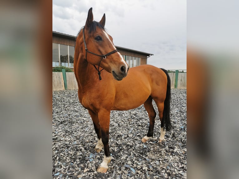 Czech Warmblood Gelding 17 years 16,2 hh Bay in Eggstätt