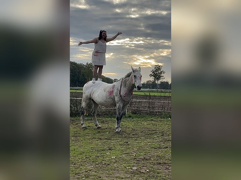 Czech Warmblood Gelding 18 years 16.1 hh Grey-Dapple in Löningen