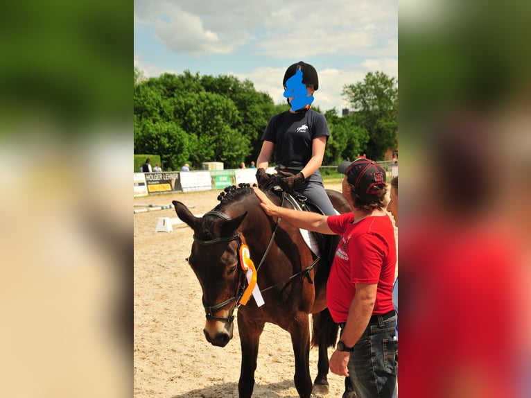 Czech Warmblood Gelding 20 years 14.3 hh Brown in Mallersdorf-Pfaffenberg