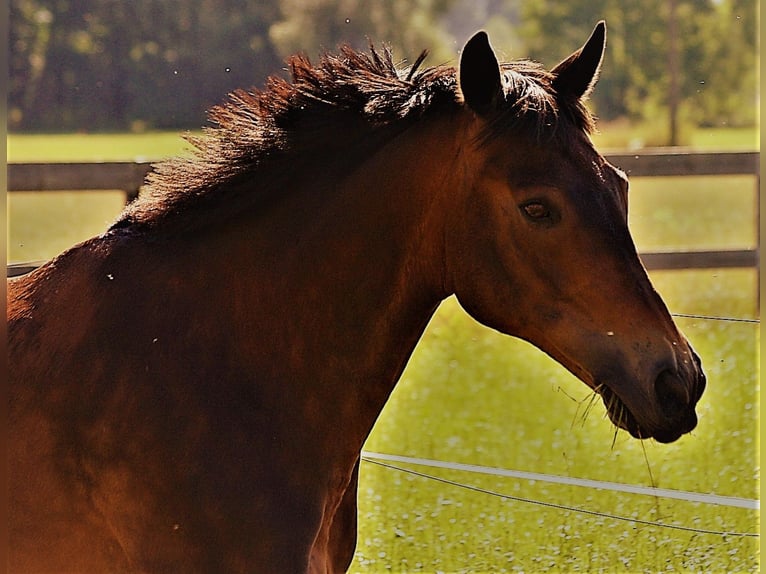 Czech Warmblood Gelding 20 years 14.3 hh Brown in Mallersdorf-Pfaffenberg