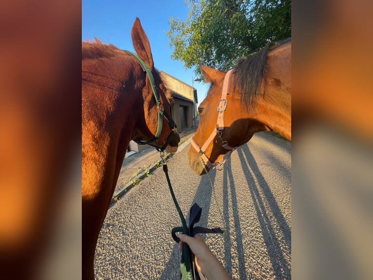 Czech Warmblood Gelding 20 years 17 hh Brown in Fels am Wagram