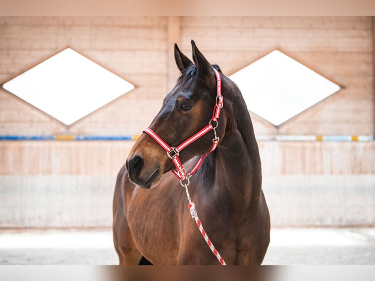 Czech Warmblood Gelding 21 years 16.2 hh Bay-Dark in Reutte