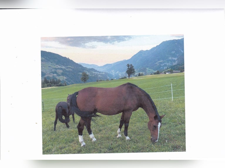 Czech Warmblood Gelding 21 years 16.2 hh Brown in Embach