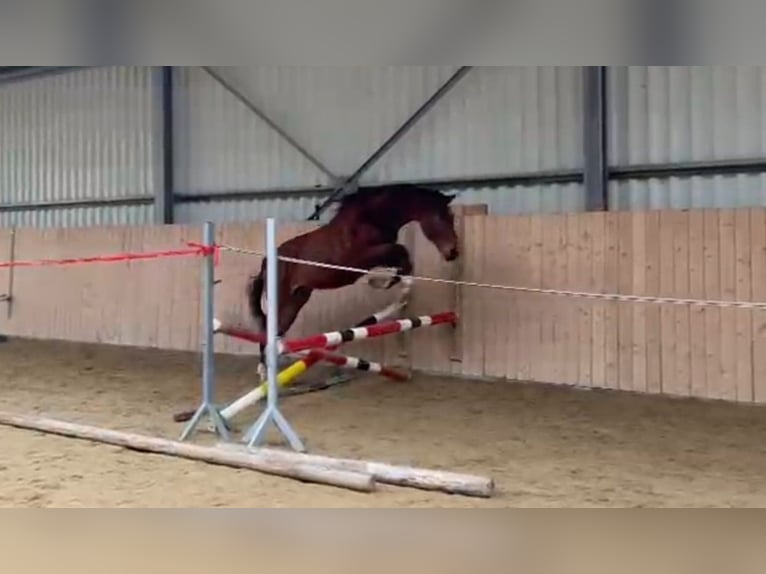 Czech Warmblood Gelding 2 years 15.3 hh Bay in Rychvald