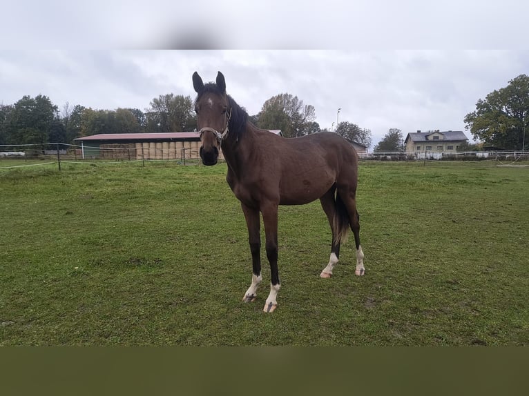 Czech Warmblood Gelding 2 years 15,3 hh Bay in Rychvald
