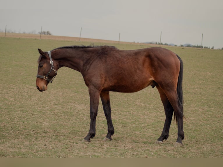 Czech Warmblood Gelding 2 years Bay in Bánovce nad Bebravou