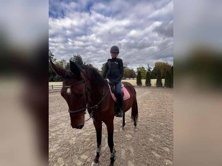 Czech Warmblood Gelding 3 years 16,3 hh Brown in N&#xFD;&#x159;any