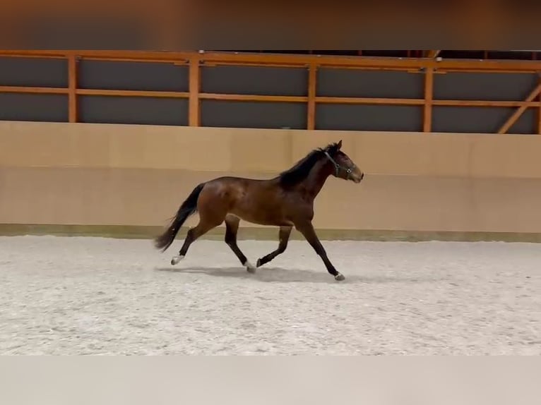 Czech Warmblood Gelding 3 years 17 hh Bay-Dark in Olomouc