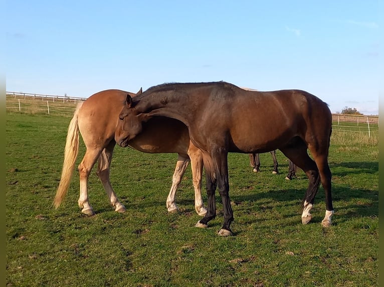 Czech Warmblood Gelding 3 years 17 hh Bay-Dark in Olomouc