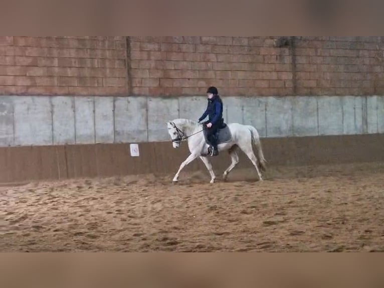 Czech Warmblood Mix Gelding 4 years 15.1 hh Cremello in Ladendorf