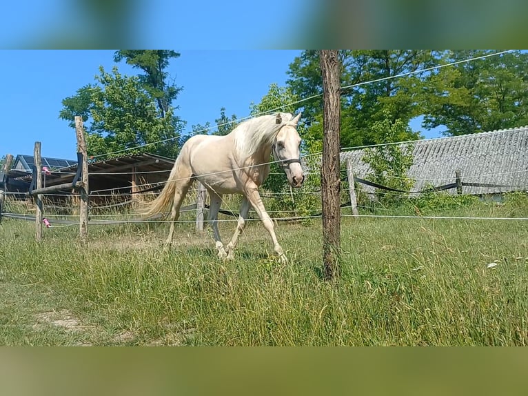 Czech Warmblood Mix Gelding 4 years 15.1 hh Cremello in Ladendorf