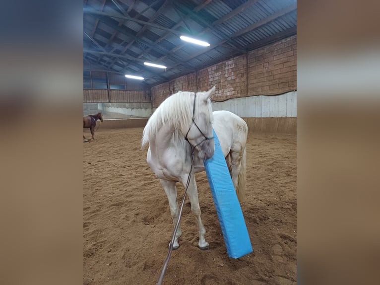 Czech Warmblood Mix Gelding 4 years 15,1 hh Cremello in Ladendorf