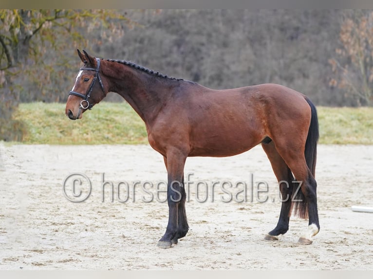 Czech Warmblood Gelding 4 years 15,3 hh Brown in Tyn nad Vltavou