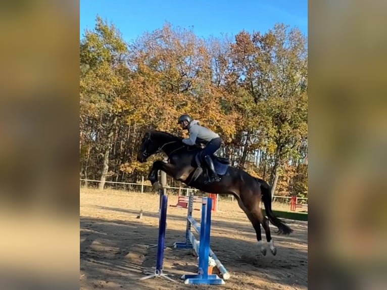 Czech Warmblood Gelding 4 years 16,1 hh Bay in Mladá Boleslav