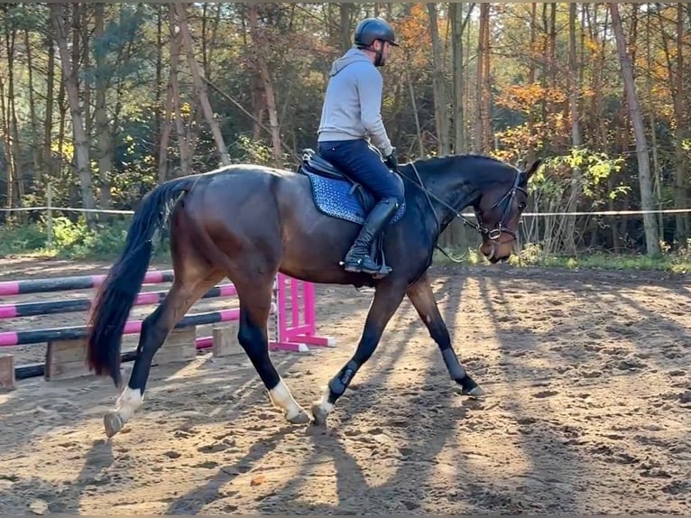 Czech Warmblood Gelding 4 years 16,1 hh Bay in Mladá Boleslav