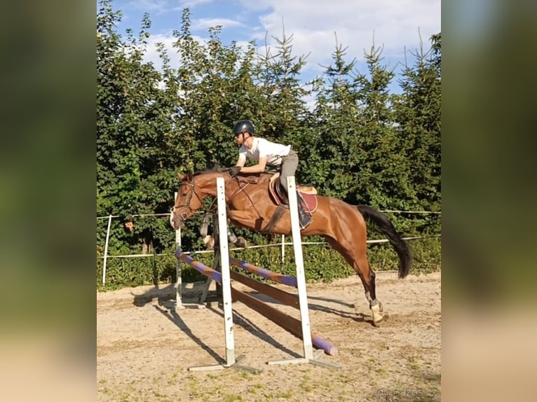 Czech Warmblood Gelding 4 years 16,1 hh Brown in Miličín