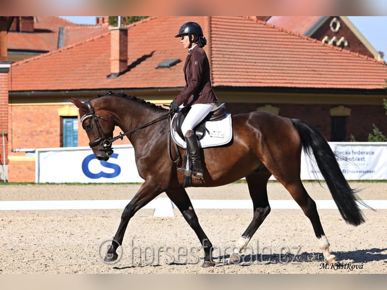 Czech Warmblood Gelding 4 years 16,1 hh Brown in Strakonice