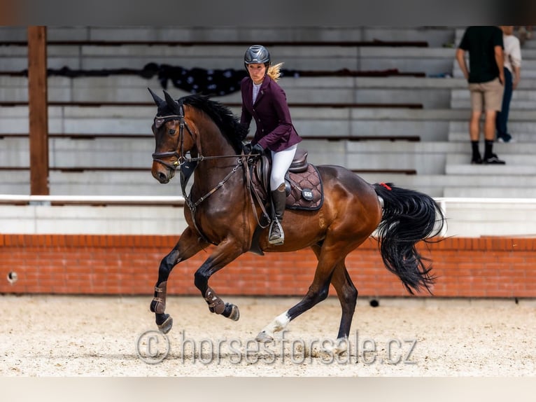 Czech Warmblood Gelding 4 years 16,1 hh Brown in Strakonice