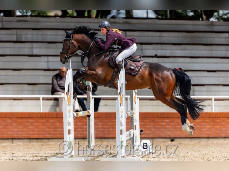 Czech Warmblood Gelding 4 years 16,1 hh Brown in Strakonice