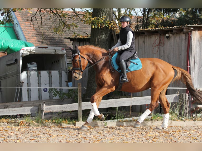 Czech Warmblood Gelding 4 years 16.1 hh Chestnut-Red in Protivin