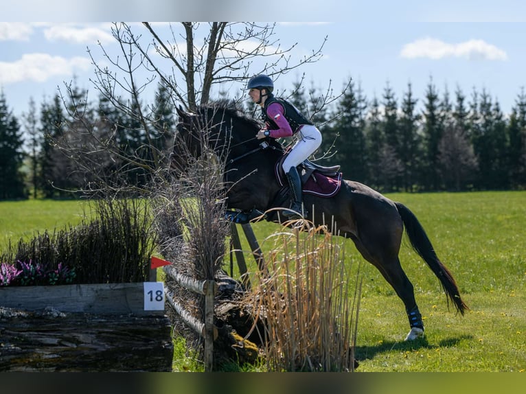 Czech Warmblood Gelding 4 years 16 hh Bay-Dark in Prerov