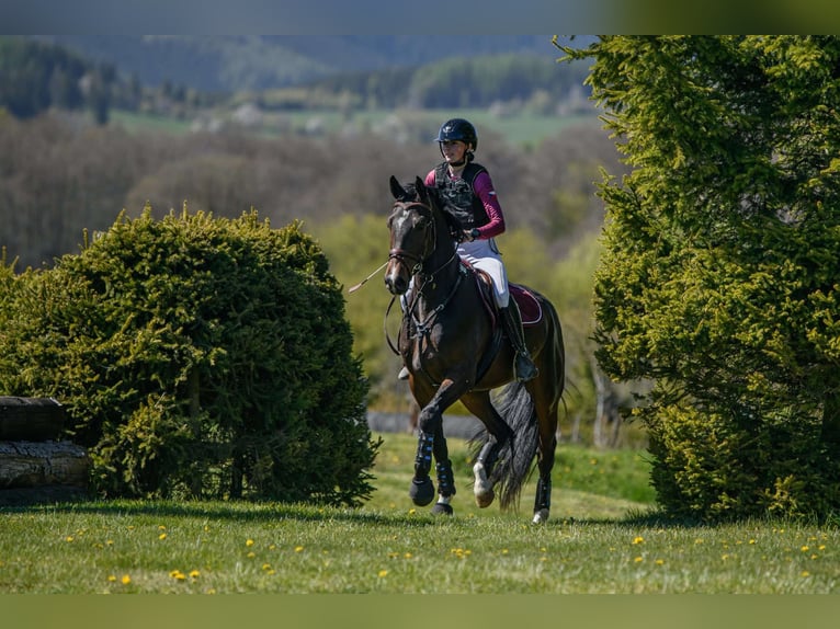 Czech Warmblood Gelding 4 years 16 hh Bay-Dark in Prerov