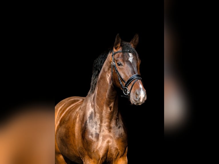Czech Warmblood Gelding 4 years 16 hh Bay-Dark in Prerov