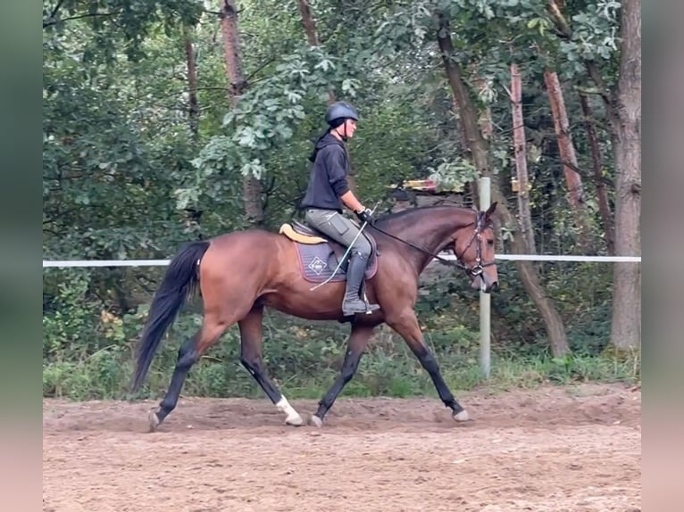 Czech Warmblood Gelding 4 years 16 hh Bay in Mladá Boleslav