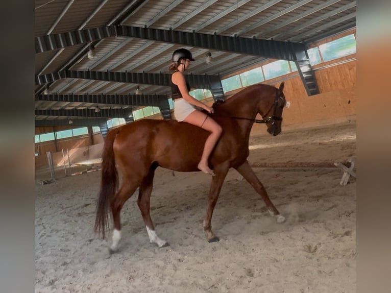 Czech Warmblood Gelding 4 years 16 hh Chestnut in Lhenice