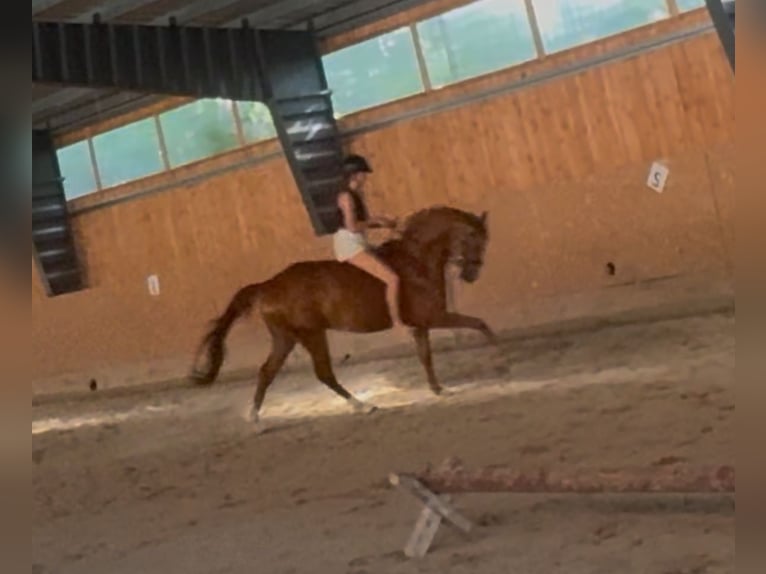 Czech Warmblood Gelding 4 years 16 hh Chestnut in Lhenice