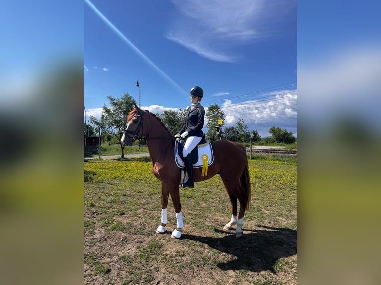 Czech Warmblood Gelding 4 years 16 hh Chestnut in Lhenice