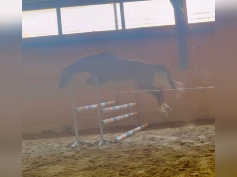Czech Warmblood Gelding 4 years 16 hh Chestnut in Lhenice