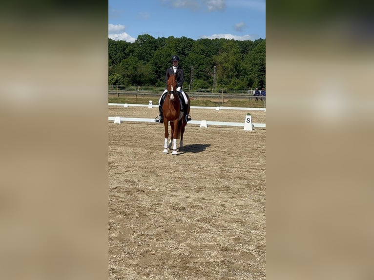 Czech Warmblood Gelding 4 years 16 hh Chestnut in Lhenice