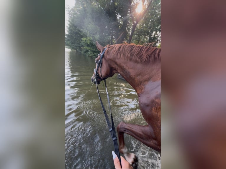 Czech Warmblood Gelding 4 years 16 hh Chestnut in Lhenice