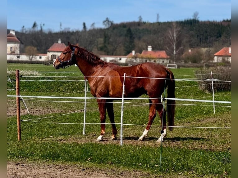Czech Warmblood Gelding 4 years 16 hh Chestnut in Lhenice