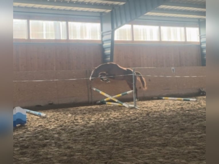 Czech Warmblood Gelding 4 years 16 hh Chestnut in Lhenice