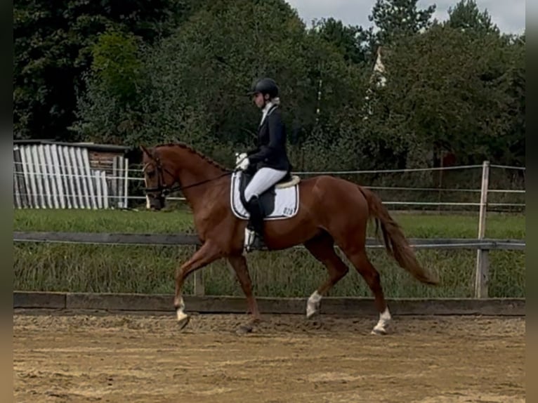 Czech Warmblood Gelding 4 years 16 hh Chestnut in Lhenice