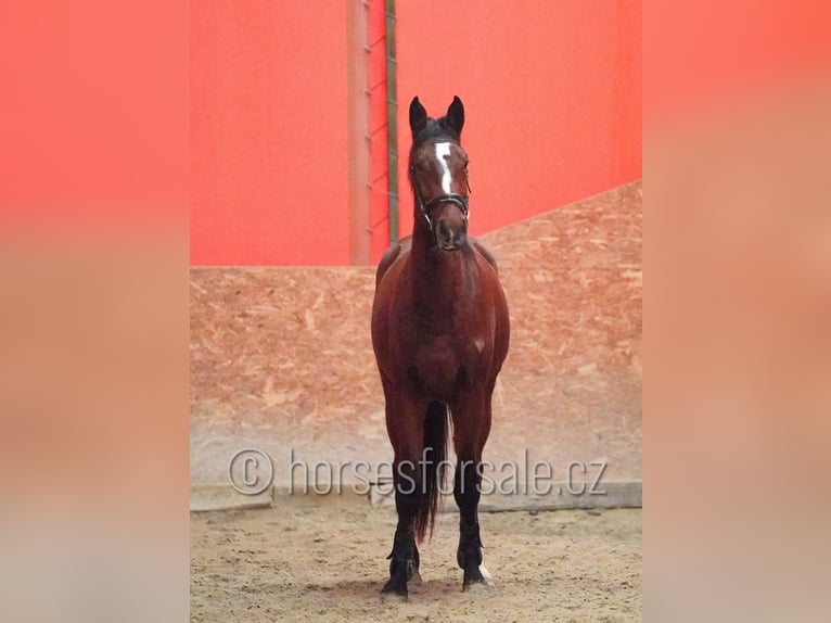 Czech Warmblood Gelding 4 years 16,1 hh Brown in Tyn nad Vltavou